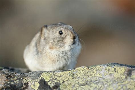 "Collared Pika" by Stocksy Contributor "Paul Tessier" - Stocksy