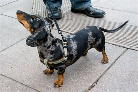 Black and Tan Dapple Doxie | Flickr - Photo Sharing!