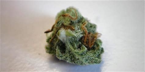 What Does Weed Mold Look Like?