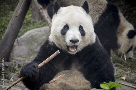 Chengdu Research Base of Giant Panda Breeding, Chengdu, Sichuan ...