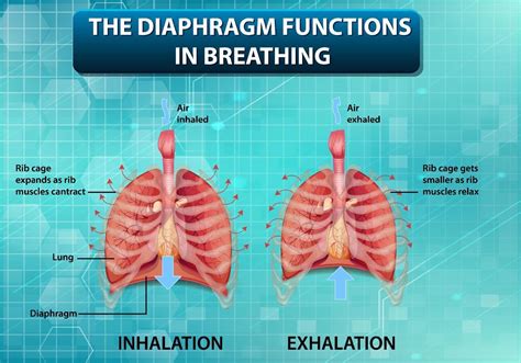 The diaphragm functions in breathing 1962615 Vector Art at Vecteezy