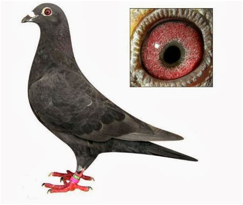 6 Steps to Breed Racing Pigeons Successfully | Pigeons Palace