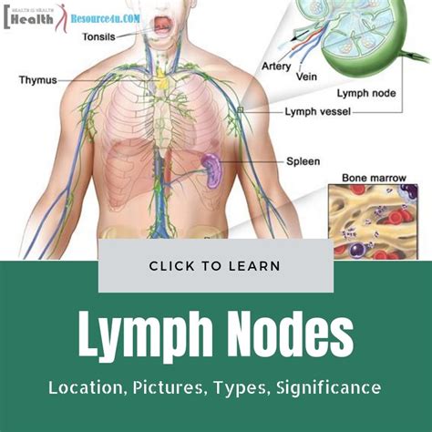 Lymph nodes location - devillader