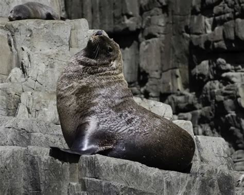 Australian Fur Seal - Facts, Diet, Habitat & Pictures on Animalia.bio