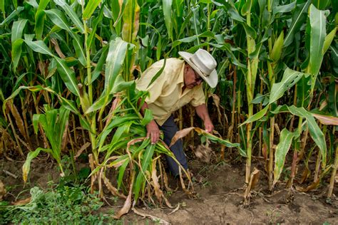 Milpa: el corazón de la agricultura mexicana | Secretaría de Agricultura y Desarrollo Rural ...