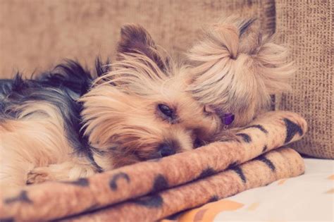 Free Images : woman, puppy, love, close up, yorkie, vertebrate ...
