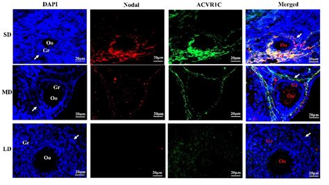 Co-localization of Nodal and ACVR1C proteins in the ovaries of Phodopus ...