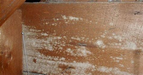 How to Kill White Mold In Basement | White Mold In Basement - White Mold Removal Tips