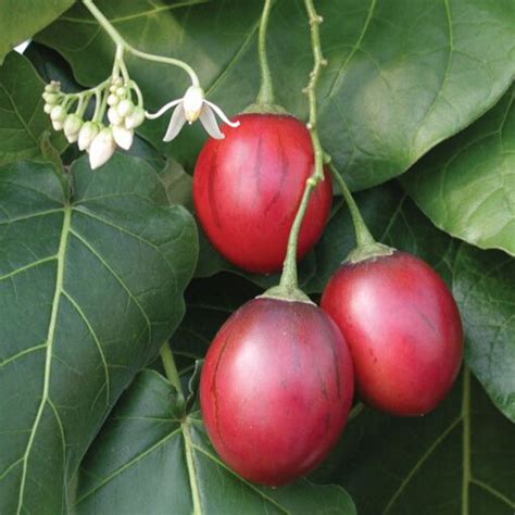 Tree Tomato Plant for Sale | Tamarillo Plant | Cyphomandra crassicaulis