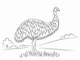 Cute Emu coloring page  ColouringPages sketch template