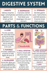 Digestive System Diagram And Functions