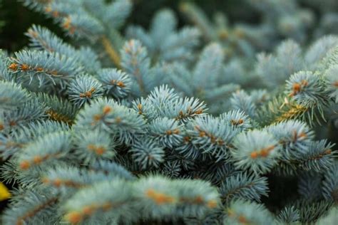 Top 14 Dwarf Evergreen Trees for Your Garden