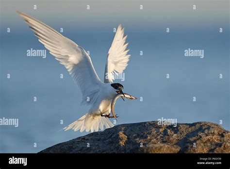 Sandwich tern in its natural habitat in Denmark Stock Photo - Alamy