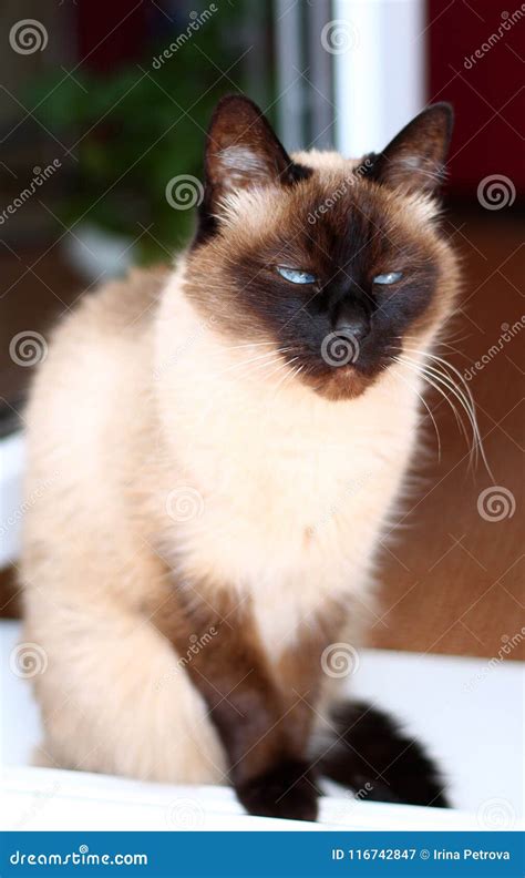 Portrait of an Old Angry Siamese Cat Stock Image - Image of fluffy ...