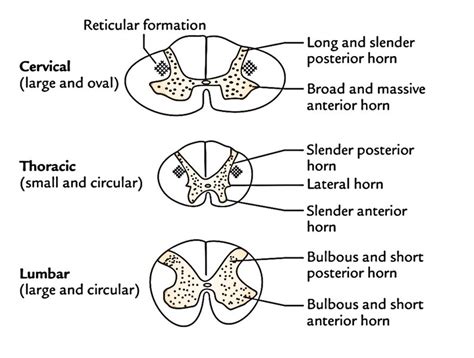 Spinal Cord Components