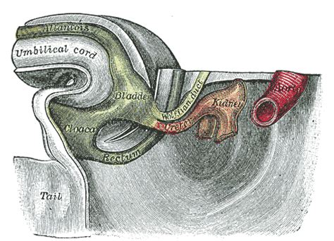 Wolffian duct - wikidoc