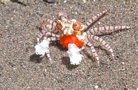 8 Facts About the Pom-Pom Crab