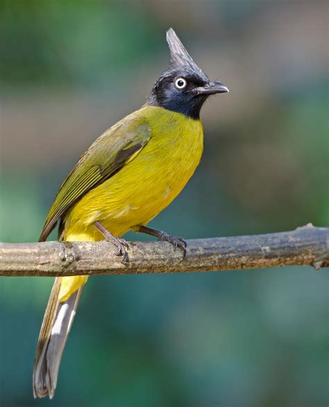 Black-crested bulbul (Rubigula flaviventris)