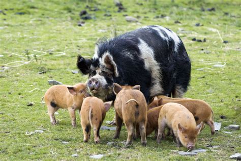 All About Kunekune Pig Breeds as an Exotic Pet