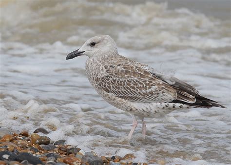 Richard Smith - Birdwatching Days Out: CASPIAN GULL, juvenile and Gulls at Dungeness, 3rd & 4th ...