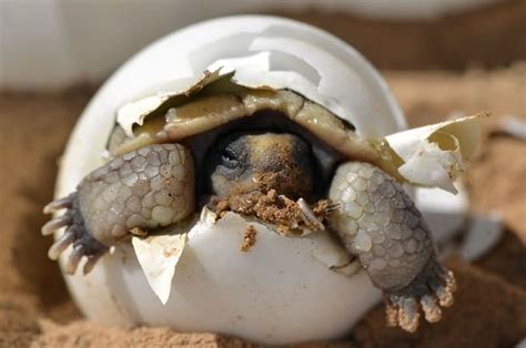 Incubating Box Turtle Eggs?