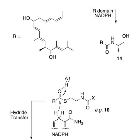 (PDF) The molecular steps of citrinin biosynthesis in fungi