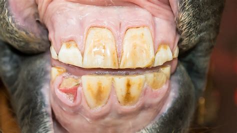 Aging Horses By Their Teeth – Young Horses (2 – 5 years) – The Horse's Advocate