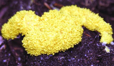 Fuligo | Fungus-like Organism, Plasmodial Slime Mold & Saprophyte ...