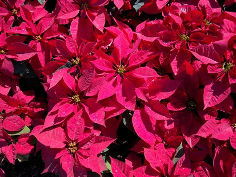 The Fascinating Origins of Poinsettias - Kimberly Us