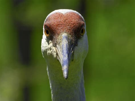 Sandhill Crane Face closeup image - Free stock photo - Public Domain photo - CC0 Images