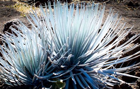 Hawaiian Silversword Plant | The Hawaiian silversword– known… | Flickr