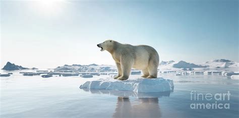 Polar bear on ice floe. Melting iceberg and global warming. Photograph by Michal Bednarek | Fine ...