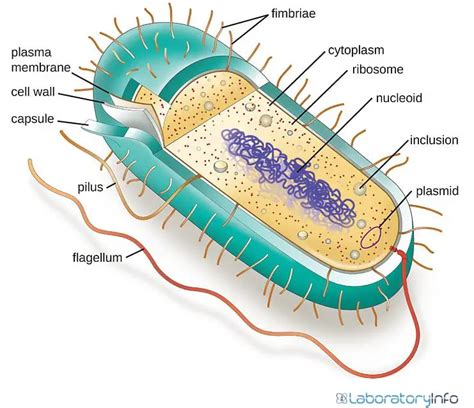 Archaea and Bacteria - Differences, Similarities, Diagrams and Examples (2022)