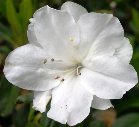 Types of Beautiful White Flowers | Flowers Guides