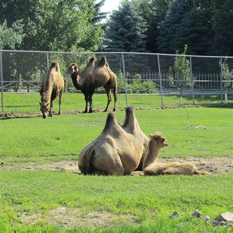 camels-red-river-zoo - Visit Fargo