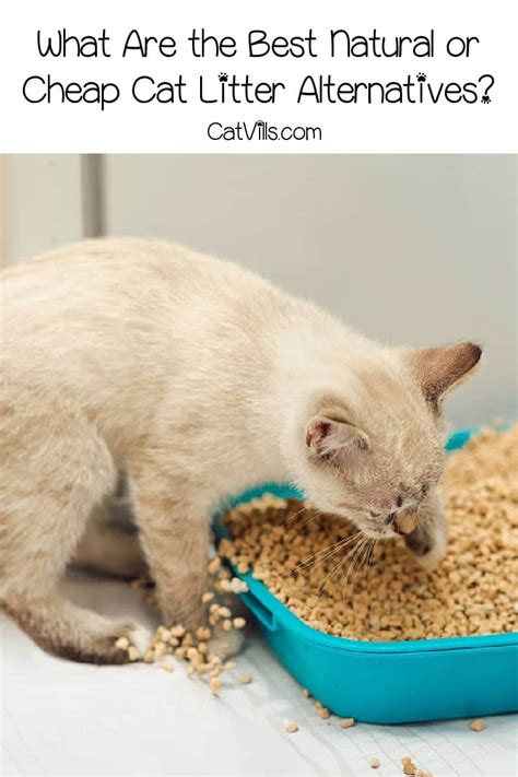 11 Innovative Cat Litter Alternatives for Modern Pet Owners