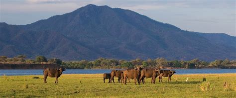 Lower Zambezi National Park - Palm Kalash Resort