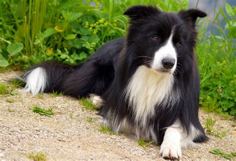 Australian Shepherd - The Affectionate, Loyal Herding Dog