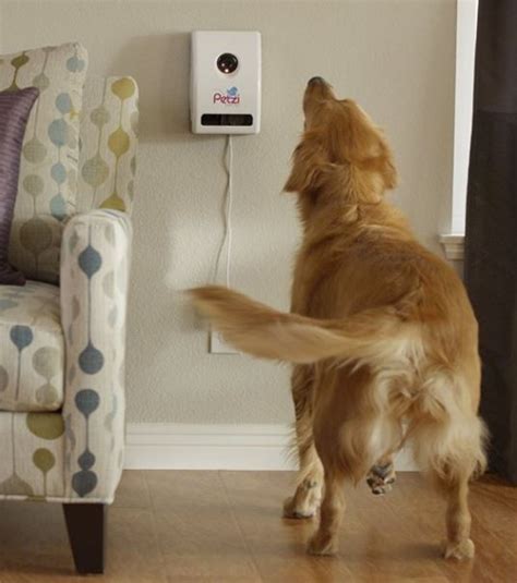 Reviews of the Best Interactive Wi-Fi Pet Cameras for 2018-2019