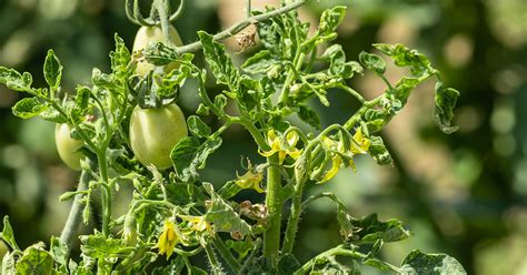 Why Are My Tomato Leaves Curling? - The Garden Magazine