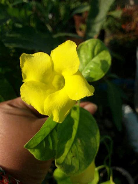 Allamanda cathartica | Growing Golden Trumpet vine - Naturebring