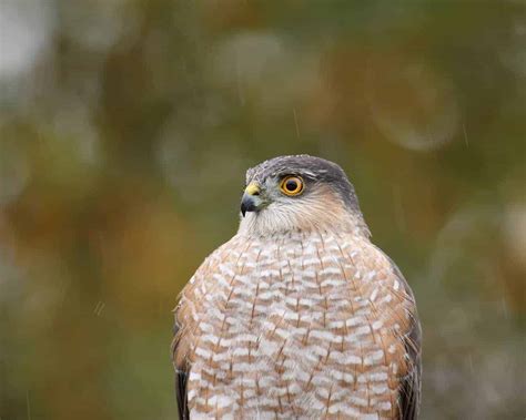 Hawks In Kansas: Try To Spot All 9 Species In This State