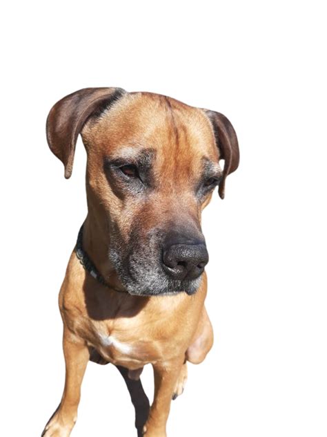 Rhodesian Boxer: Character & Ownership - Dog Breed Pictures - dogbible