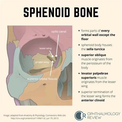 Sphenoid Bone Anatomy