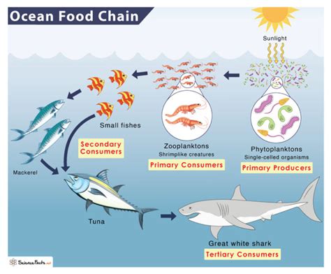 Ocean (Marine) Food Chain: Examples and Diagram