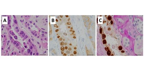 Journal of Histochemistry & Cytochemistry: SAGE Journals