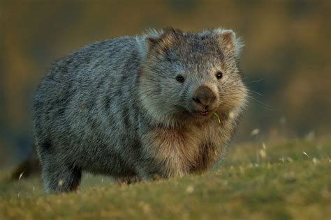 Adopt a Wombat | Symbolic Adoptions from WWF