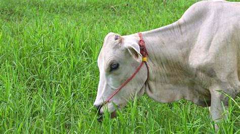 Cattle Farming Stock Video Footage for Free Download