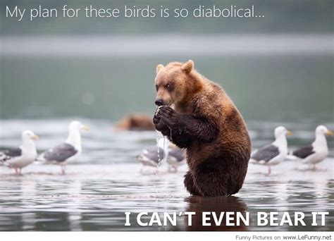 25 Funny Bear Quotes and Sayings Images | QuotesBae