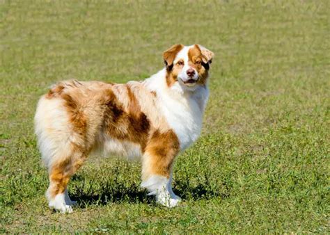 Why Don't Australian Shepherds Have Tails? - Australian Shepherd Info